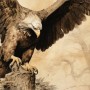 Adler