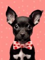 Niedlicher Chihuahua-Hund Kinderzimmer