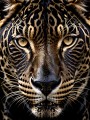 Leopard Porträt