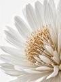 Gänseblümchen Blumen Tropengarten Natur Leinwand