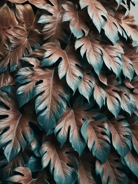 Tropische Monstera-Texturen