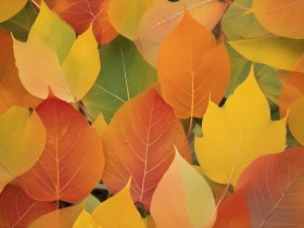 Herbstfarben im Detail