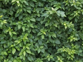 Üppige Hecke in sattem Grün