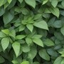 Üppige Hecke in sattem Grün
