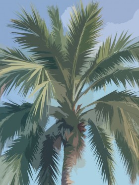 Tropischer Palmenbaum im Sommerlicht