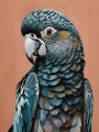 Blauer Papagei Porträt
