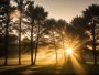 Sonnenstrahlen im Morgenwald
