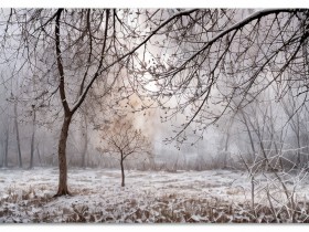 Winterwald im Morgennebel