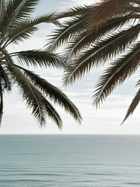 Palmenblick aufs Meer
