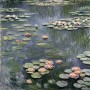 Seerosen im Gartenteich