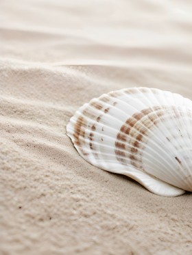 Muschel im sanften Sand