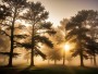 Sonnenlicht im Nebelwald