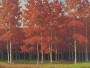 Herbstwald in warmen Rottönen