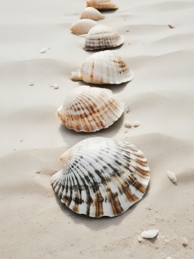 Muscheln im hellen Sand