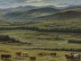 Grüne Hügellandschaft mit Kühen