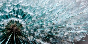 Pusteblume in Türkis
