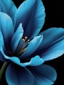 Blaue Blüte auf Schwarz