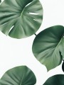 Monstera Blätter in sattem Grün