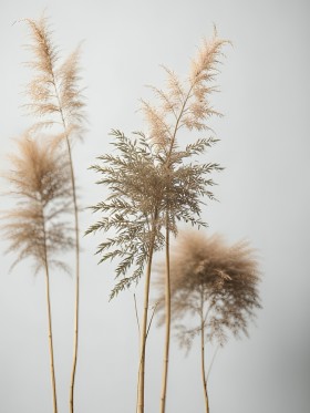 Zarte Schilfgräser in Naturtönen