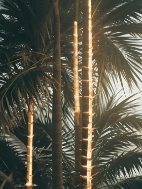 Palmen im warmen Sonnenlicht