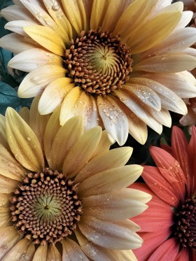 Gerbera Blüten mit Tautropfen