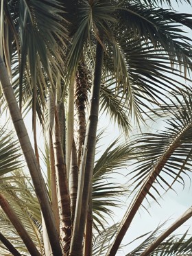 Palmenblätter im Sonnenlicht