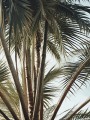 Palmenblätter im Sonnenlicht