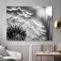Pusteblume in Schwarz-Weiß