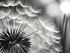 Pusteblume in Schwarz-Weiß
