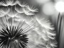 Pusteblume in Schwarz-Weiß