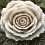 Weiße Rose mit Tautropfen