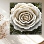 Weiße Rose mit Tautropfen