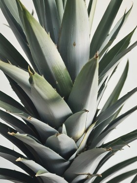 Agave in sanften Grüntönen