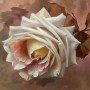 Elegante Rose in Cremeweiß