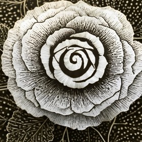 Schwarz-weiße Rosenblüte