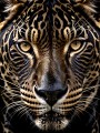 Jaguar Blick in Gold und Schwarz
