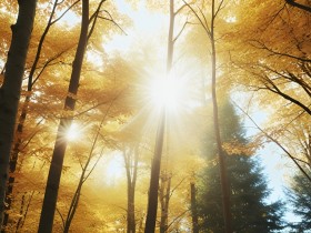 Goldener Herbstwald im Sonnenlicht