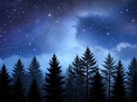 Sternennacht über dem Tannenwald