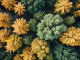 Herbstwald von oben
