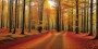 Herbstwald mit goldenem Licht