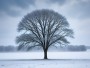 Winterbaum in Stille – Wandbild auf Leinwand