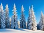 Verschneiter Winterwald – Leinwandbild & Poster in klarer Naturästhetik