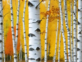 Goldener Birkenwald – Wandbild als Gallery Leinwand