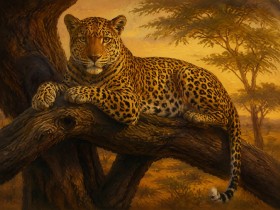 Leopard im goldenen Licht als Leinwandbild oder Kunstdruck