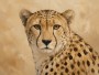 Eleganter Gepard als Leinwandbild oder Kunstdruck für moderne Räume