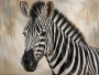 Zebra in sanfter Eleganz, Kunstdruck oder Leinwandbild