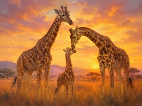 Giraffen im goldenen Licht, Leinwand oder Kunstdruck