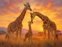 Giraffen im goldenen Licht, Leinwand oder Kunstdruck
