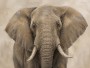 Majestätischer Elefant als Wandbild oder Kunstdruck