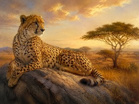 Eleganter Gepard bei Sonnenuntergang, Leinwand oder Fine Art Print